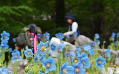 在神戶發現喜馬拉雅秘境之花 藍罌粟洋溢夢幻美