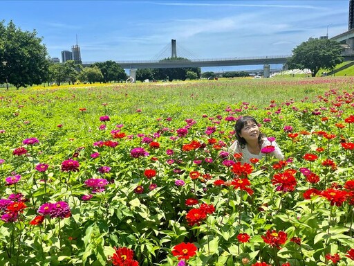 新北河濱「春遊少女的祕密花園」百花盛開到6月