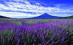 夢幻級薰衣草花海！綻放在富士山河口湖畔的紫色浪漫