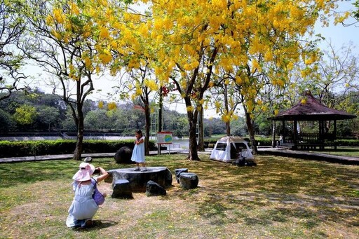 燦爛黃金花雨／虎頭埤阿勃勒花季 漫步、健走、騎單車賞花好愜意