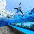 【東京水族館報告之一】池袋陽光水族館打造天空綠洲，觀賞在穹頂中漫游的企鵝！