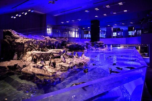 【東京水族館報告之三】墨田水族館擁有日本最大開放式水槽，多元視角觀賞企鵝群！