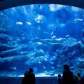 【東京水族館報告之三】墨田水族館擁有日本最大開放式水槽，多元視角觀賞企鵝群！