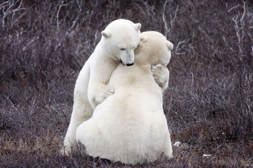 加拿大秋賞白色精靈 北極熊與白鯨隨光閃耀