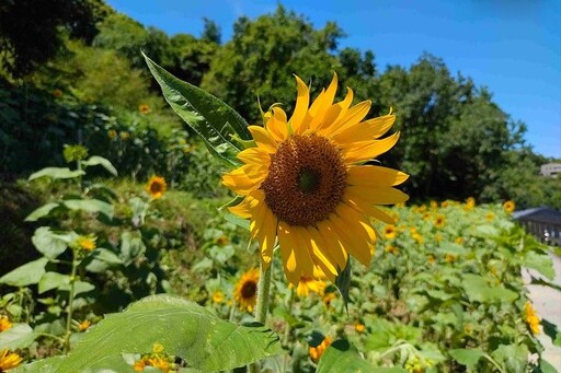 彷彿秋日暖陽綻放花田 樟樹步道向日葵花海盛開