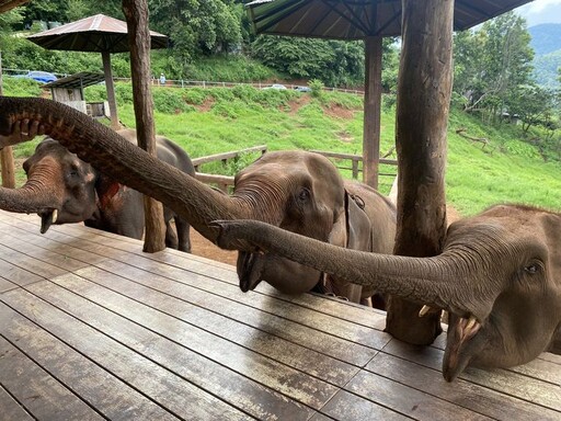 受惠泰國免簽 清邁旅遊人氣飆升！旅遊體驗線上平台推「天燈節」等多項限定優惠