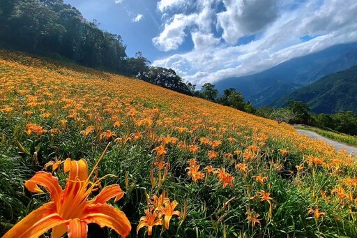 台東金針花盛開 把握9月底前「賞花專車 」遊花海