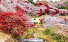 日韓賞楓／新熱點推薦！加碼超前佈署「釜山煙火節」