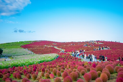 茨城最美掃帚草紅了！東京近郊一日遊 賞景順遊購物天堂「阿見PREMIUM OUTLETS®」