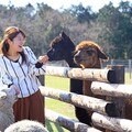 東京近郊旅行首選 來千葉縣吃鰻魚、搭船遊東京灣、牧場體驗樂趣多