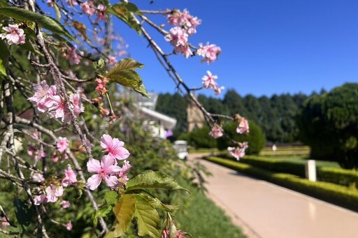 秋櫻驚艷盛開！乘山豬纜車前進九族部落花園 赴秋之盛典