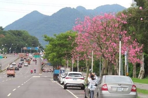 晴空下綻放的桃色浪漫 台北街道美人樹攻略地圖