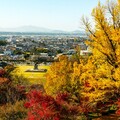 前進日本熊本賞楓！菊池溫泉70週年紀念，來做個熊本熊部長造型和果子吧！