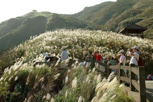 台灣好行／草嶺古道芒花季節限定！優惠午茶套票150元