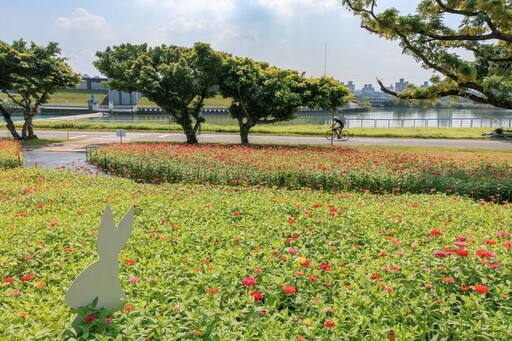 百日草花海豔麗登場 盛放北市河雙21號河濱公園