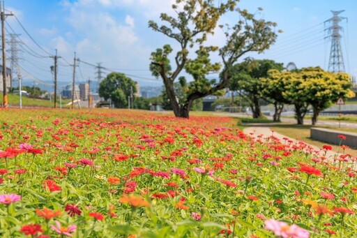 百日草花海豔麗登場 盛放北市河雙21號河濱公園