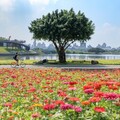 百日草花海豔麗登場 盛放北市河雙21號河濱公園