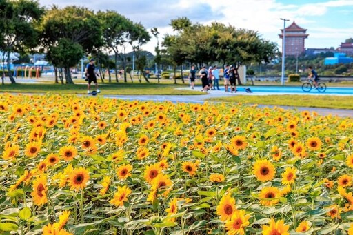 台北市大佳、美堤河濱花之饗宴 向日葵和自然系花海盛開