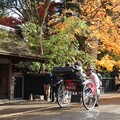 感受古典楓情！秋田縣角館武家屋敷賞楓去