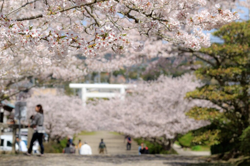 千葉春季必訪勝地 古蹟能量景點賞花、櫻花飛機同框美景