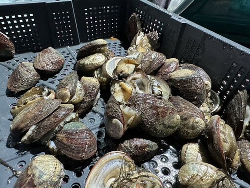 貢寮鮑產季「擁鮑食光」開動！嘗海味美食、順遊東北角美景