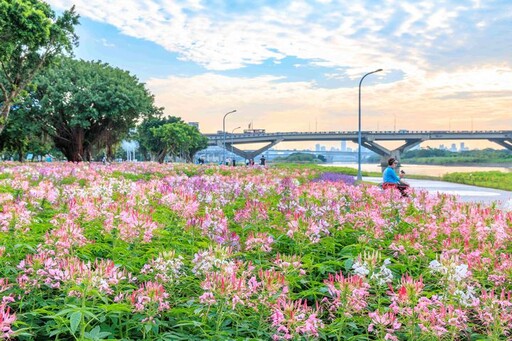 延平河濱夢幻花海迎聖誕 蒲公英燈夜景浪漫爆表