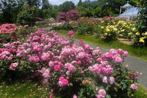 在冰見市體驗冬季寒鰤美味，順遊AIYAMA花園！