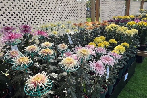 精雕細琢／臺灣大立菊、菊花新品種現身士林官邸