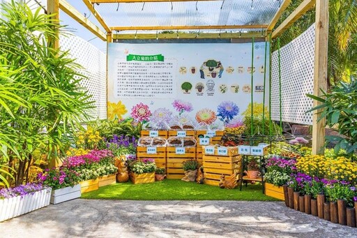 精雕細琢／臺灣大立菊、菊花新品種現身士林官邸