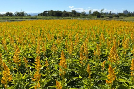 三重鴨鴨公園「花繪三重奏」10萬盆花海與光雕夢幻登場