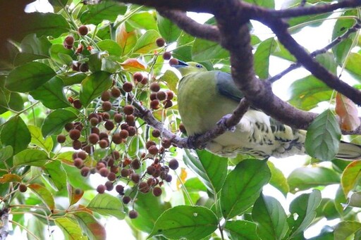 開飯囉！公園苦楝、烏臼結實 侯鳥來報到