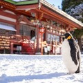 企鵝出沒岩手縣的遠野鄉八幡宮雪地上？歡迎來探究竟！