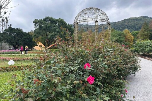 擁抱冬日寂美 來士林官邸追落羽松美景