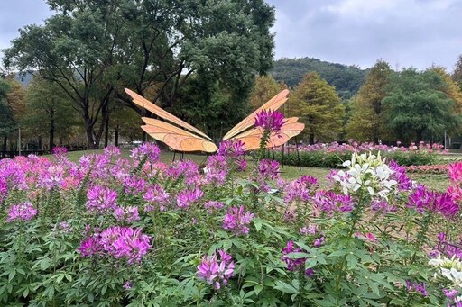 擁抱冬日寂美 來士林官邸追落羽松美景