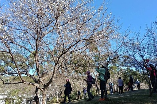 搭「台灣好行」賞花！角板山行館園區 梅花正盛開