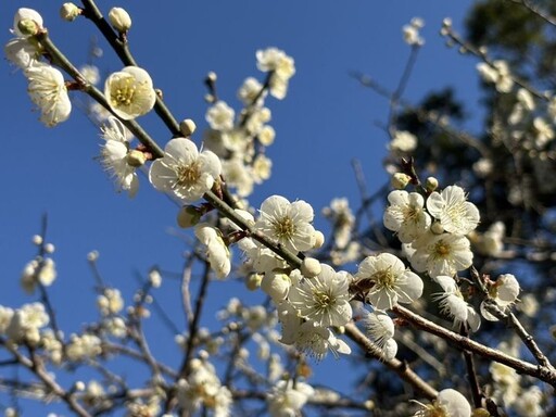 搭「台灣好行」賞花！角板山行館園區 梅花正盛開