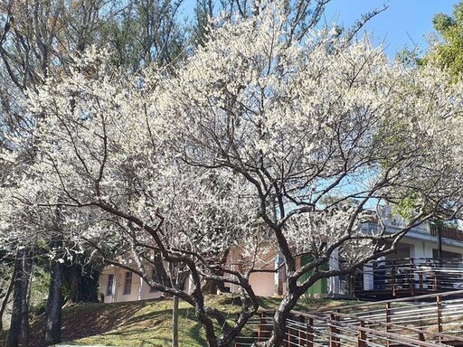 搭「台灣好行」賞花！角板山行館園區 梅花正盛開