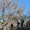 搭「台灣好行」賞花！角板山行館園區 梅花正盛開