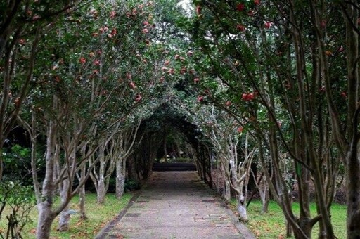 走入童話故事中 台北茶花展迎賓 8000株鬱金香與花卉增添嬌豔