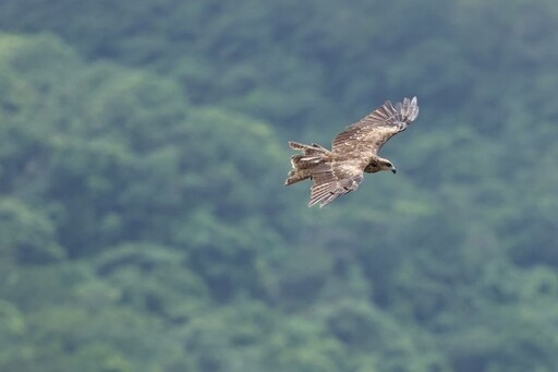 黑鳶數量創新高！北海岸族群達歷年最高紀錄