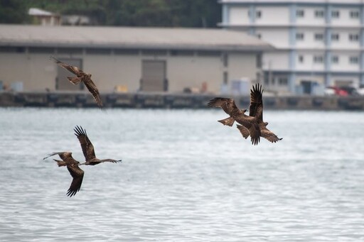 黑鳶數量創新高！北海岸族群達歷年最高紀錄