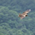 黑鳶數量創新高！北海岸族群達歷年最高紀錄