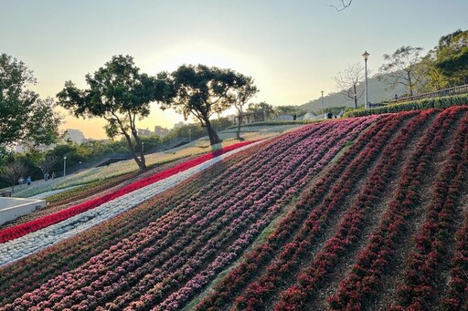 台版富良野／北投三層崎花海夢幻盛開 邀請賞花漫遊