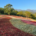 台版富良野／北投三層崎花海夢幻盛開 邀請賞花漫遊