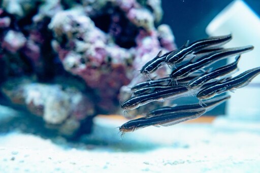 屏東海生館「我的鰻朋友」蛇年主題展登場 認識鰻類生物的奇妙世界