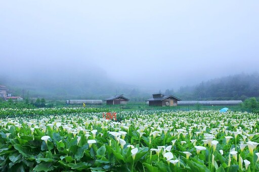 相約浪漫竹子湖！賞海芋純白花海 品嘗野菜美食