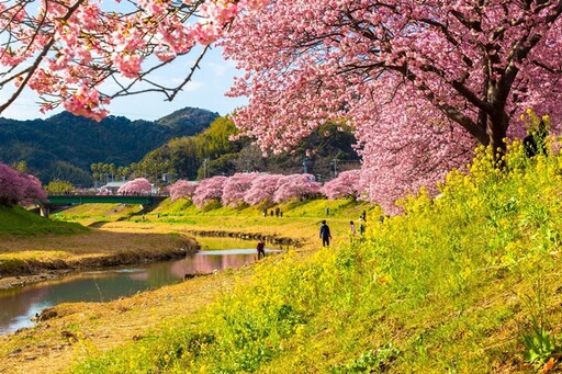 日本早春賞櫻！南伊豆町河津櫻粉嫩綻放中