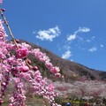 東京近郊泡湯賞梅花，4000株梅花點綴湯河原！