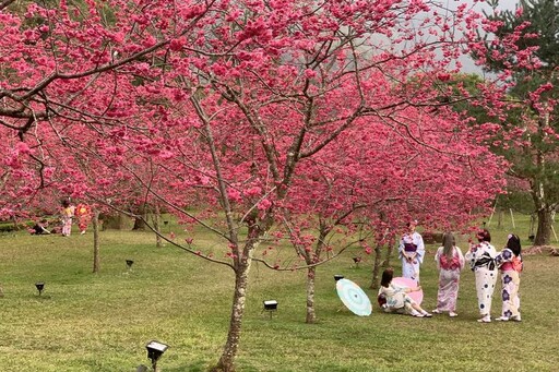 2025日月潭櫻花季 粉紅花海2月初浪漫登場