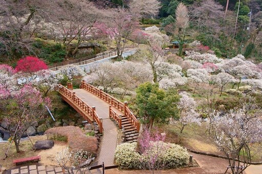 號稱全日本最早開的梅花！熱海梅園梅花祭繽紛登場